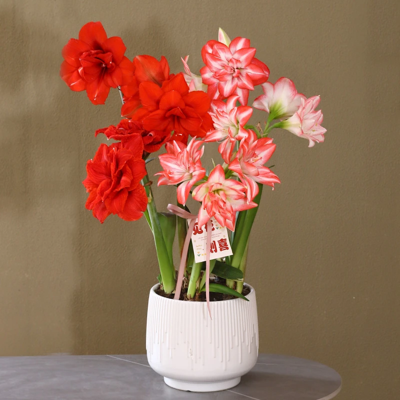 朱顶红【混搭组合】带盆种好重瓣花卉室内盆栽植物庭院阳台花卉