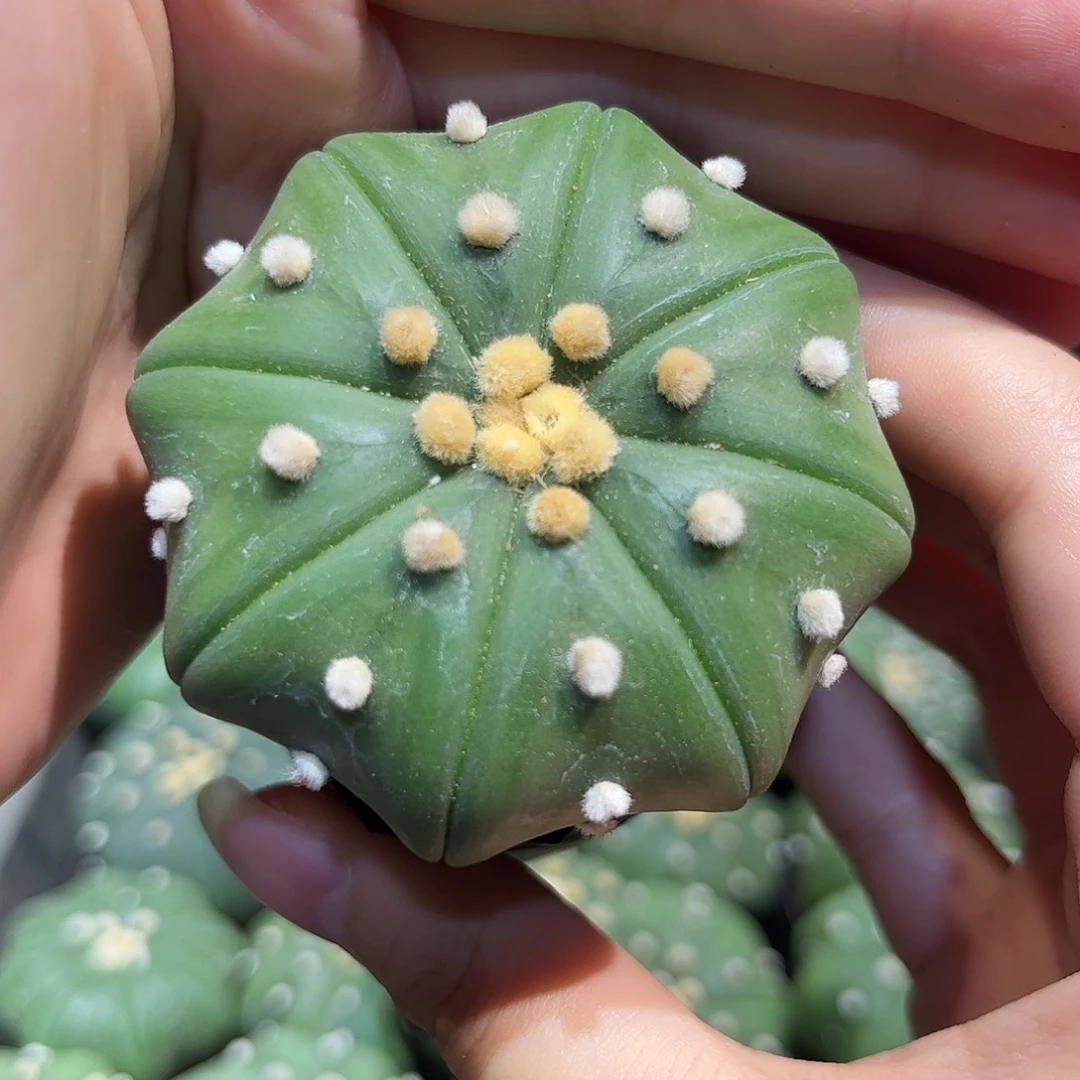 6cm实生海星琉璃兜