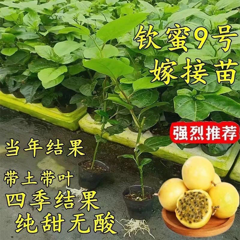 钦密9号百香果苗南北方种植庭院盆栽四季结果带土带叶
