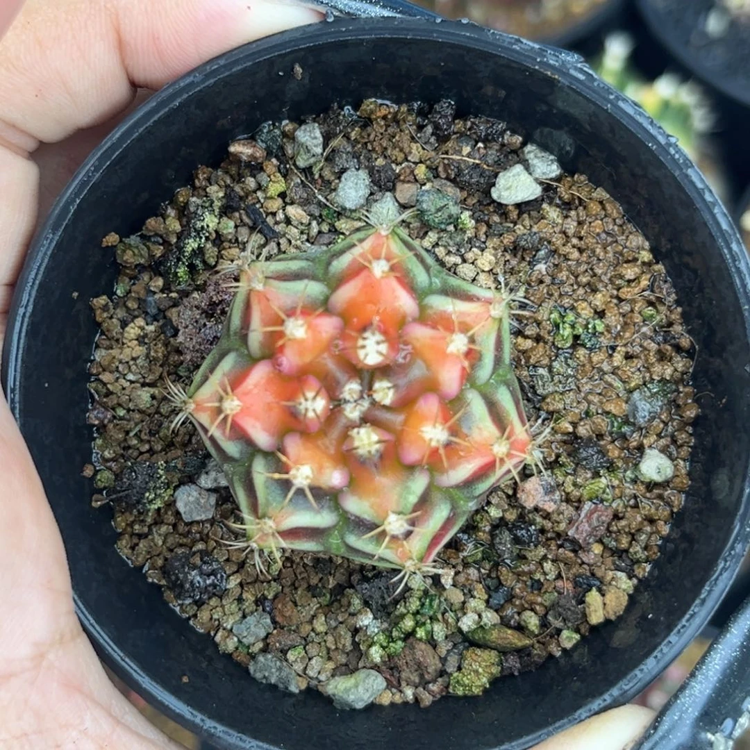 山姆 侧牙 带盆土福利捡漏