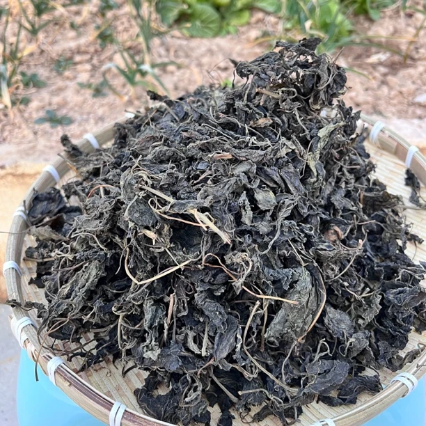 伏牛山农户自采野生山芝麻叶