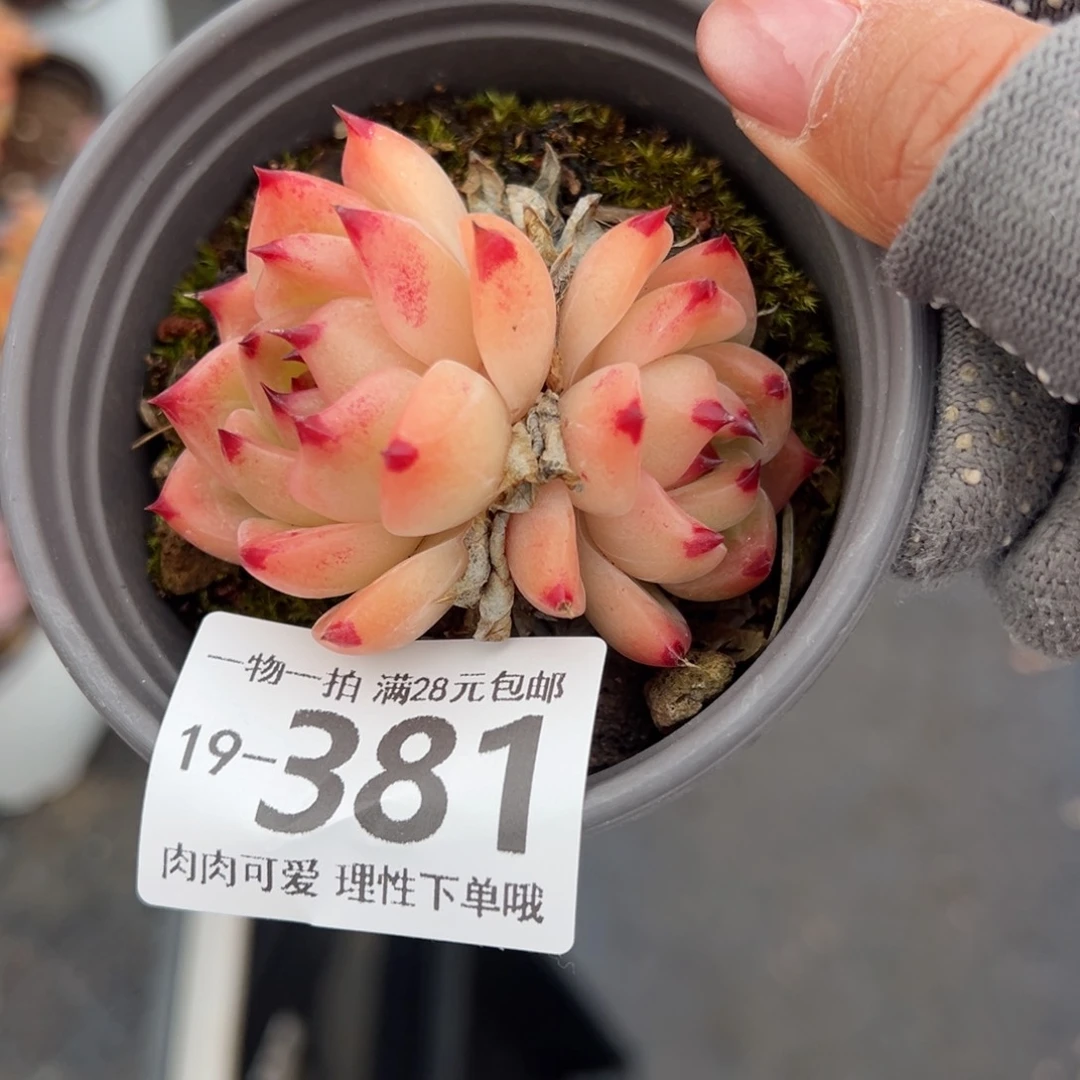 夏洛多肉多肉多肉多肉