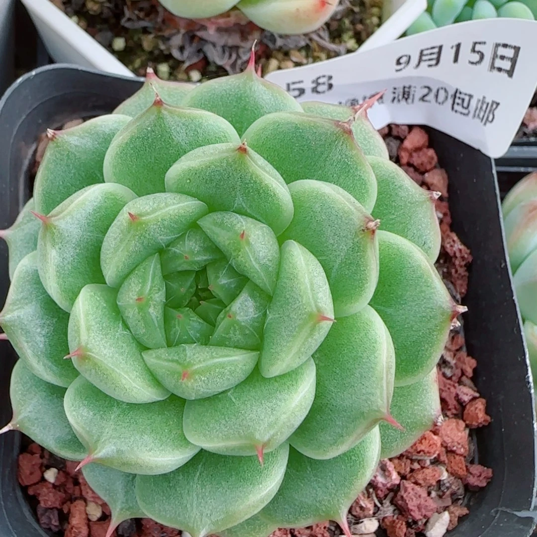 花语逸镜0915-58海王