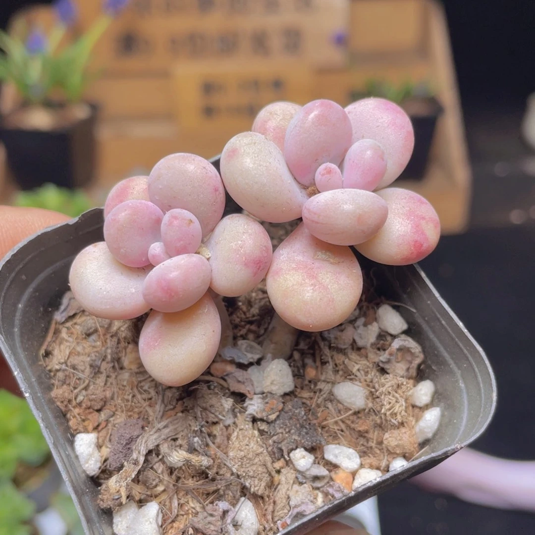 双头桃蛋多肉9.9包邮发货