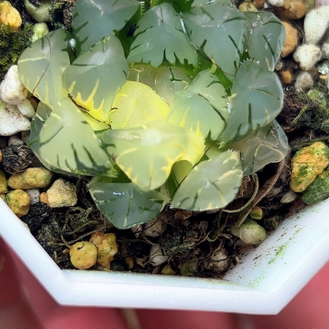 水中月锦十二卷多肉