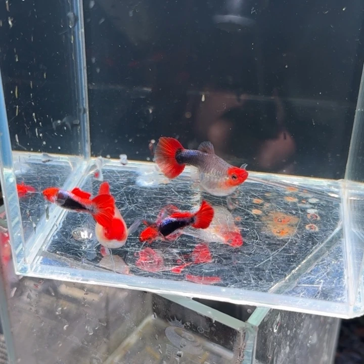 孔雀鱼蓝贵族球体2对，主播发货