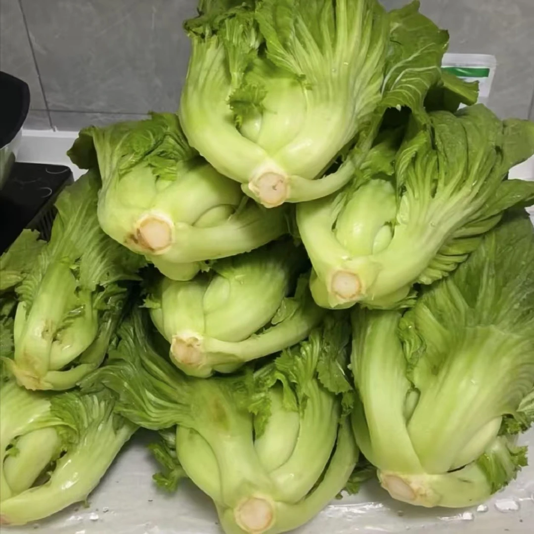 广西产地直销新鲜芥菜卷心酸菜玉盖菜当季青菜整箱蔬菜大苦菜广西