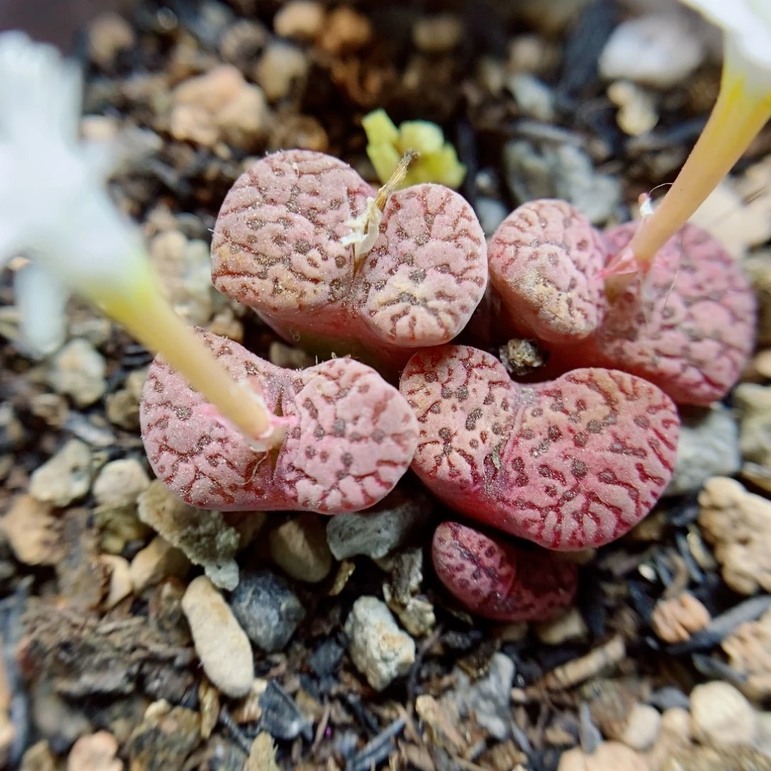 生石花花花花花花花花948