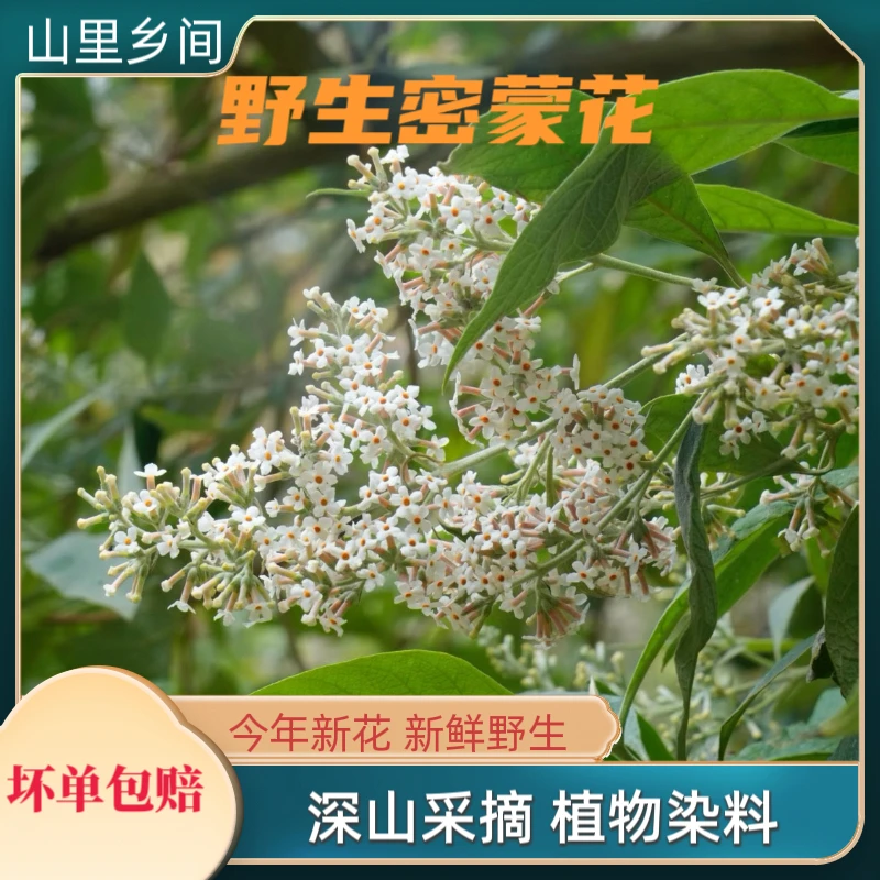 广西马山野生密蒙花 黄饭花 干密蒙花 植物染料
