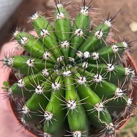 实生彩草带盆土发货