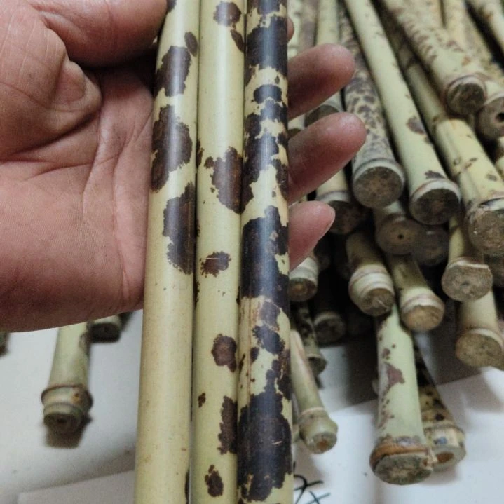 贵妃竹，，，，，，，，，，，，