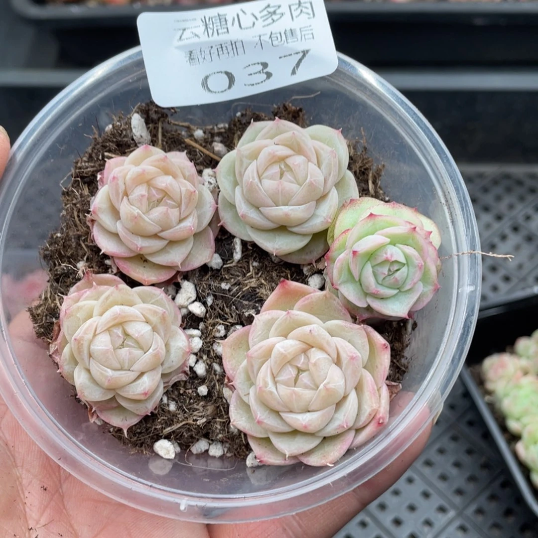 云糖心多肉植物37