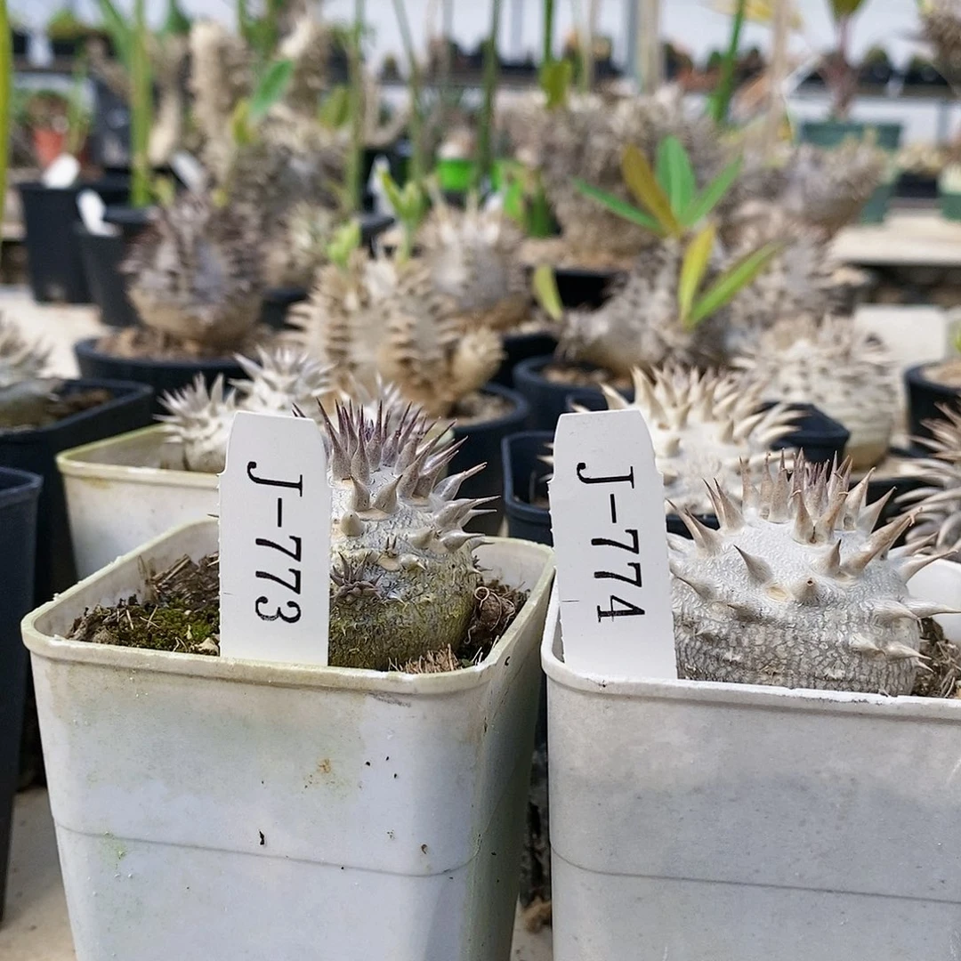 小惠比大黑2个 多肉 块根