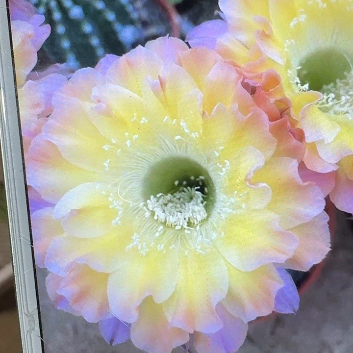 凡心侧芽4公分彩草