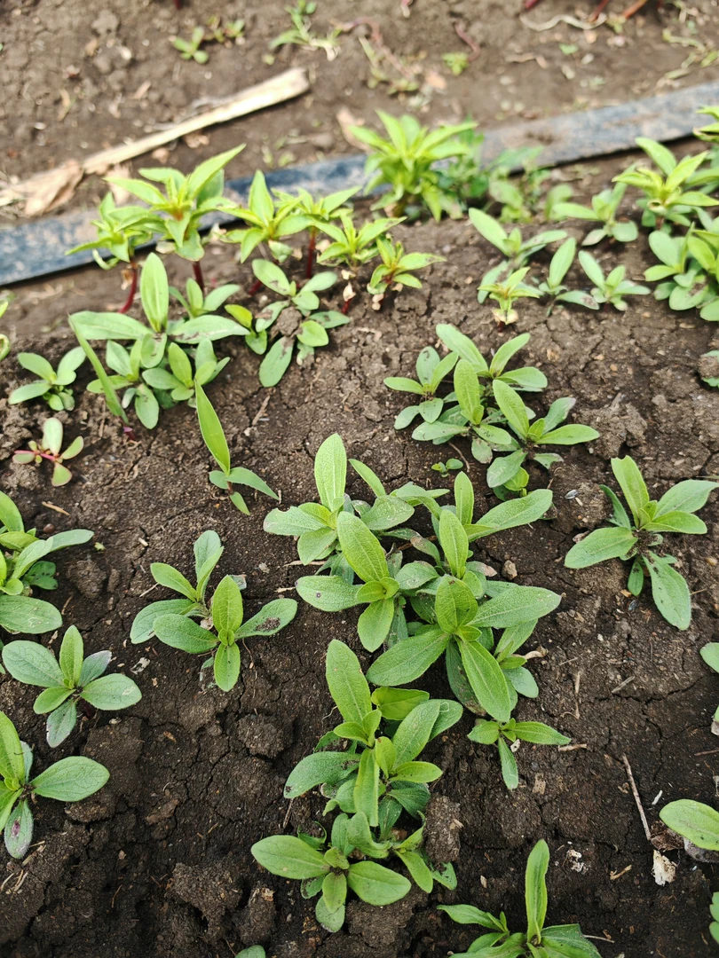 混色重瓣小百日草8棵