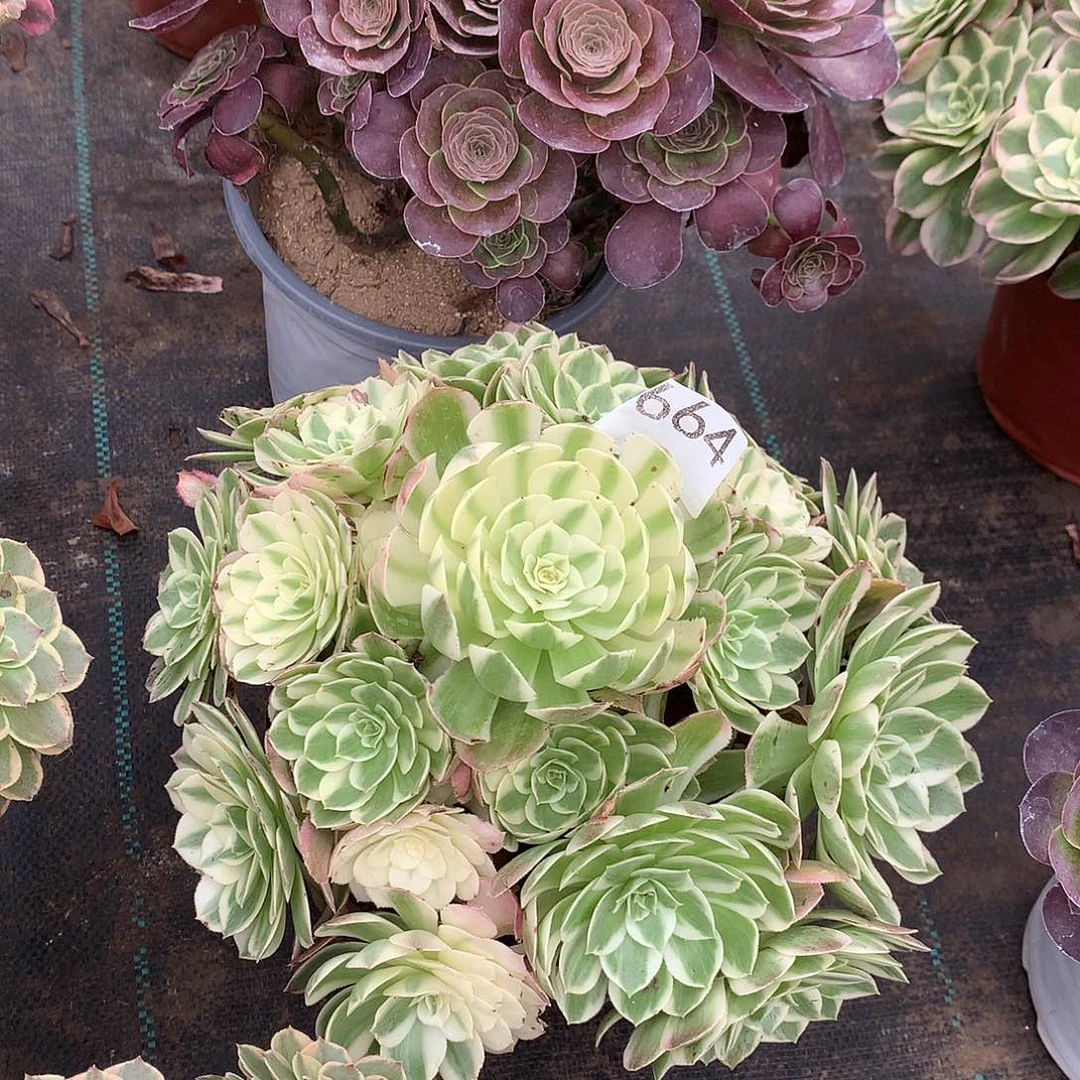 锦***华664.海仙多肉植物