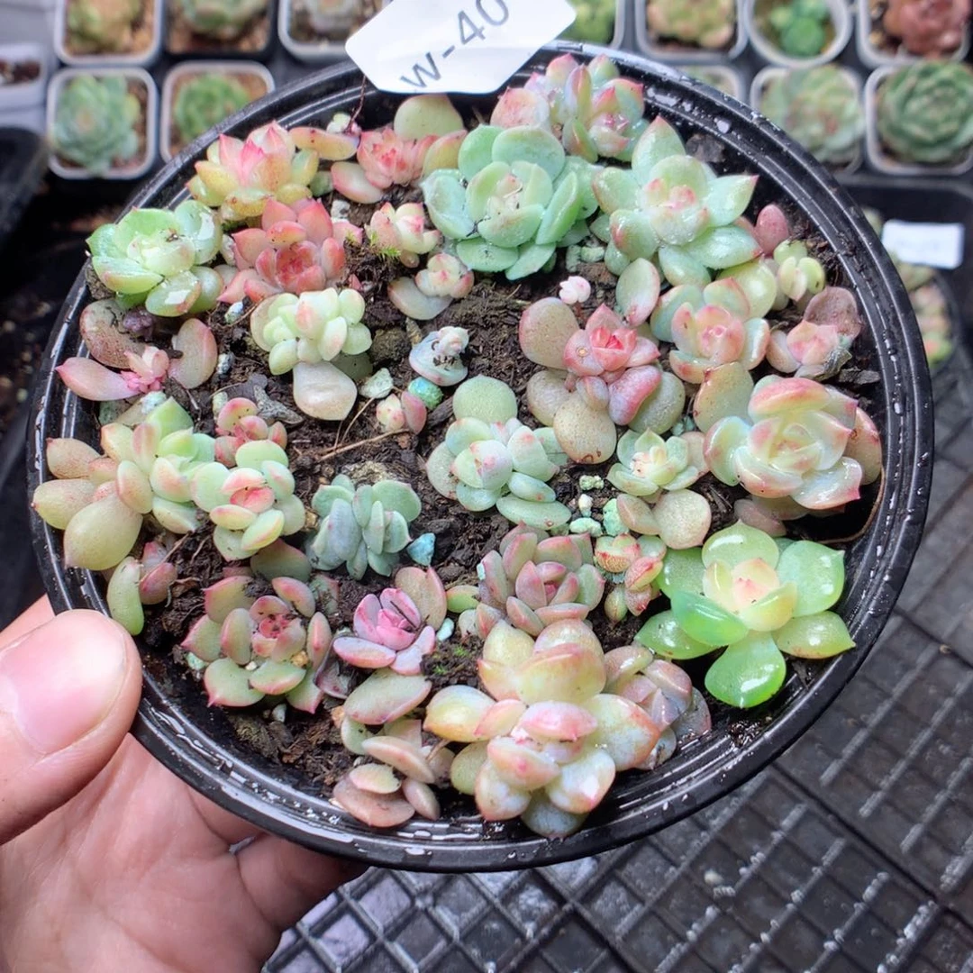 无花朵W40英语英语英语英语英语