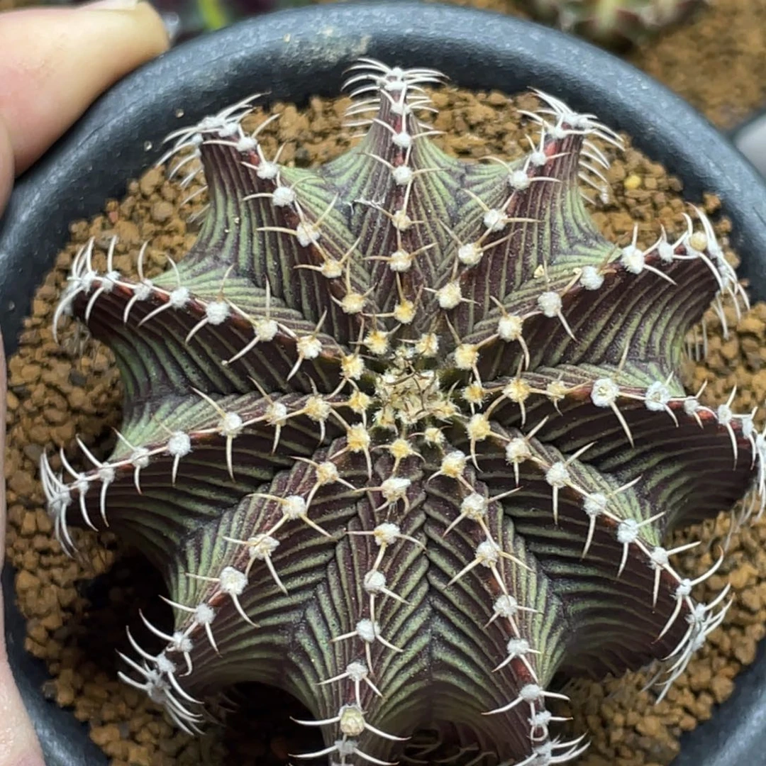 当前无花朵，栽培后可花朵9R001