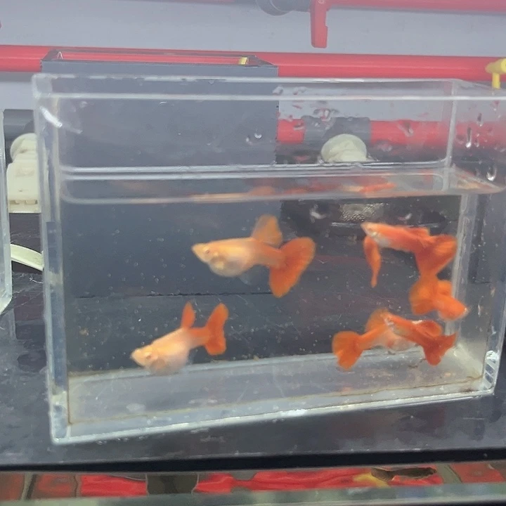 孔雀鱼血红大背3对