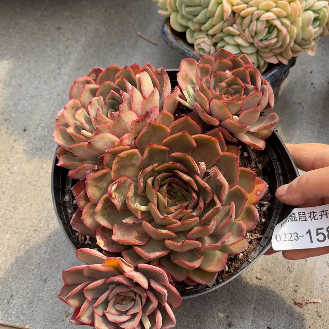 同温层多肉冰红茶158