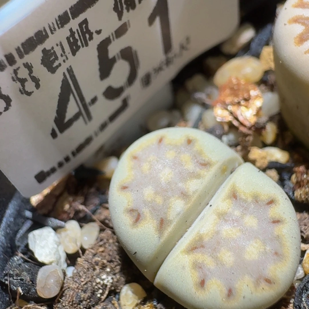 Ssss精品生石花451