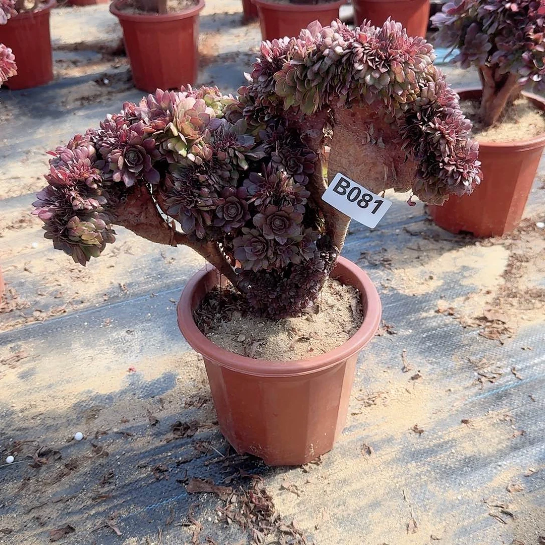 娟*081万缀一颗那呀