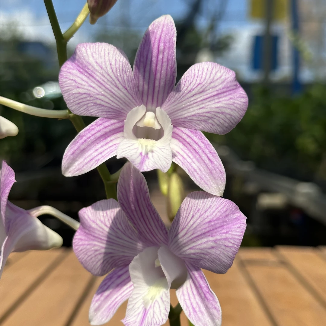 雪梅娘泰国秋石斛兰花洋兰石斛兰开花机器爆花复花好养