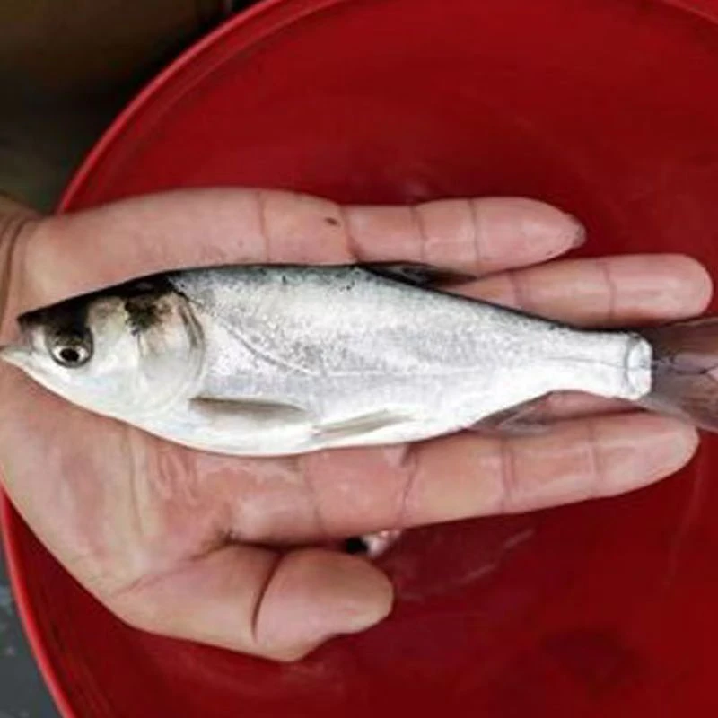安徽渔场直发白鲢鱼鲢鲢子鳙鱼大头鱼批发花鲢鱼