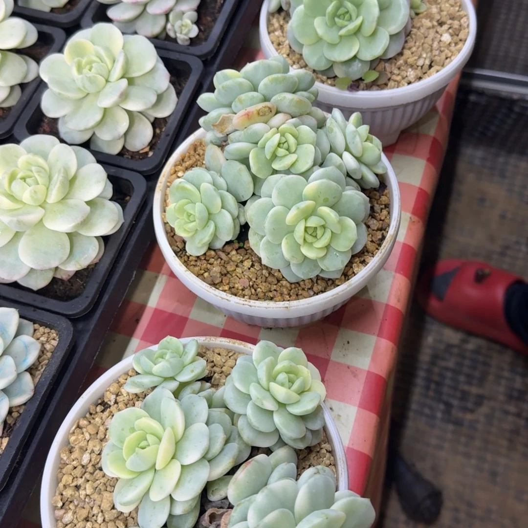 香草锦无砍的群生，多肉锦