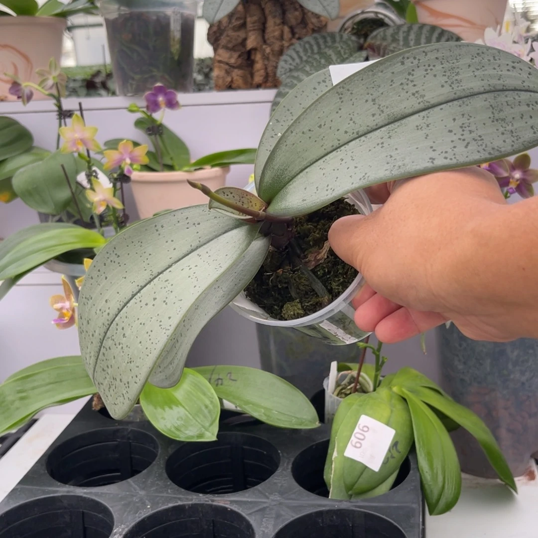 完全开放494 3寸JG2316带梗 一物一拍