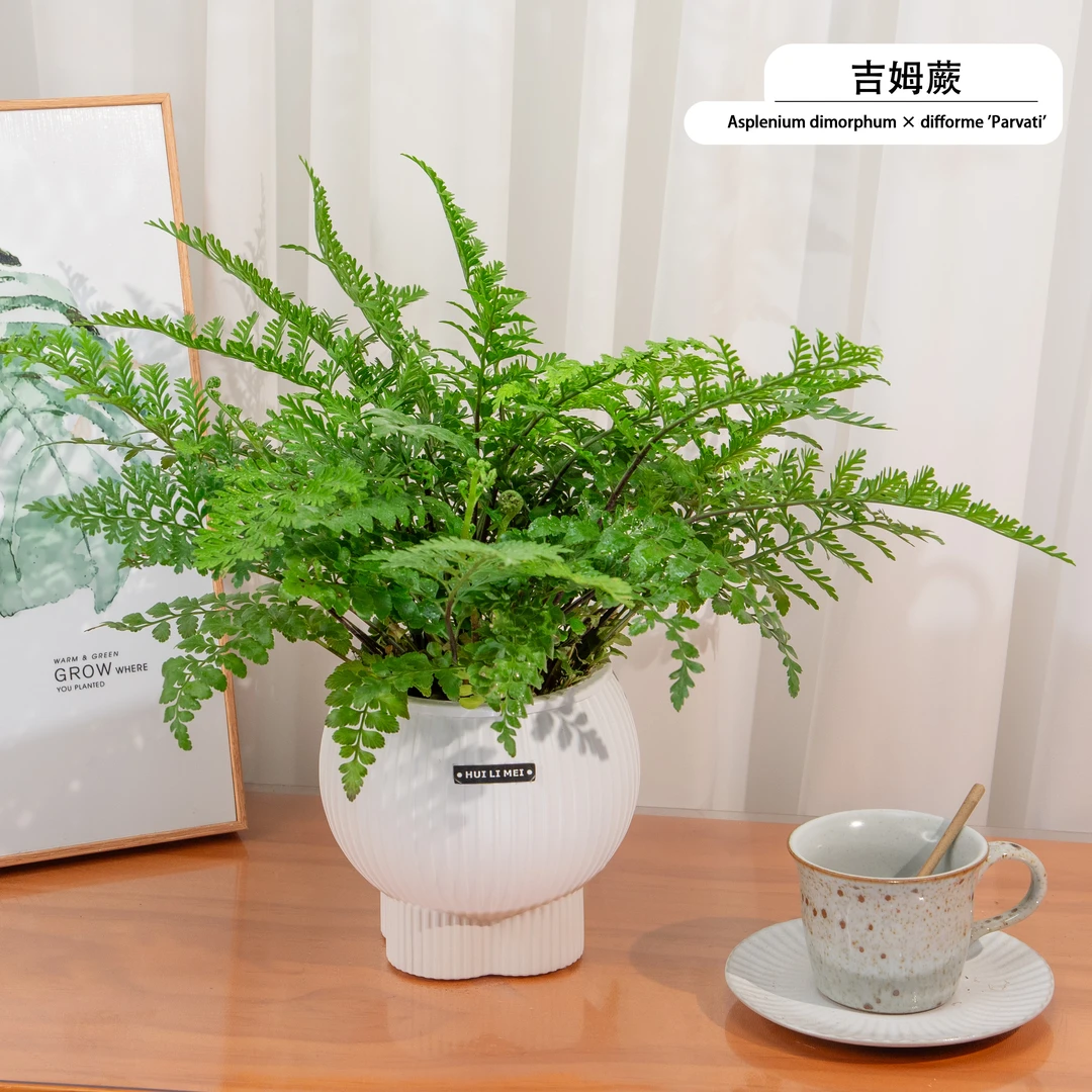 吉姆蕨水培植物加湿净化保佑室内蕨类美化办公室改善空气环境