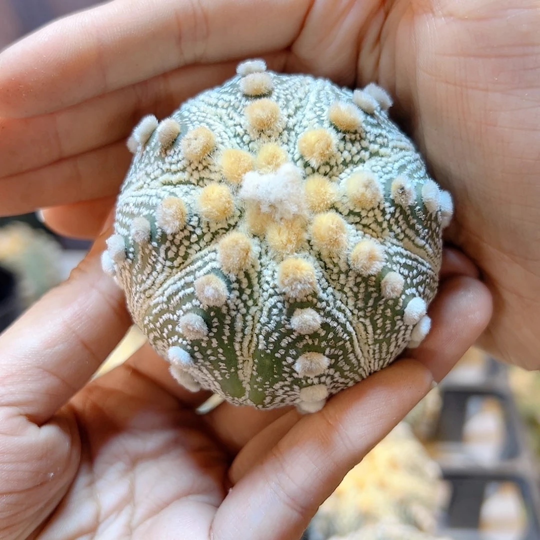 苗接大尤兜无根6.2公分