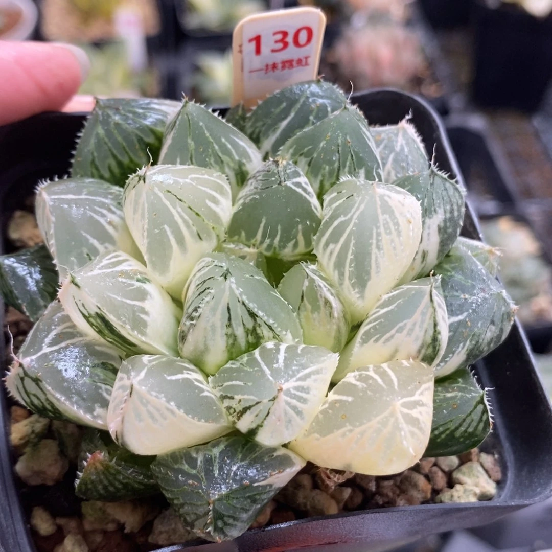 130大叶楼兰玉露锦一物一拍