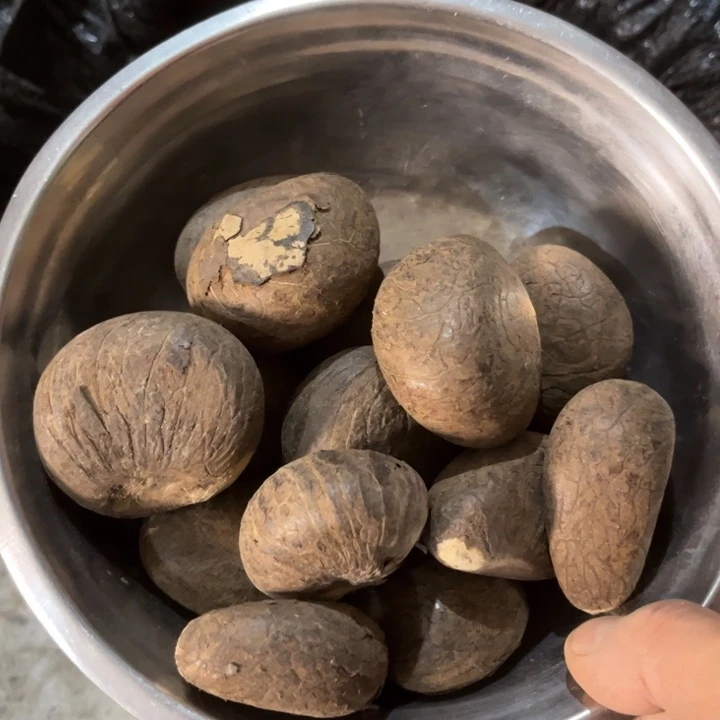 吊坠千眼菩提象牙果一盆一盆15个86号