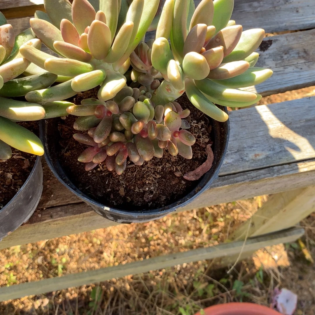 姜***️芒果奶群多肉植物