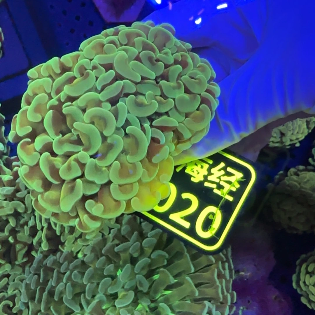 鑫***感纽扣珊瑚晓晓不包邮山脉猪腰C020