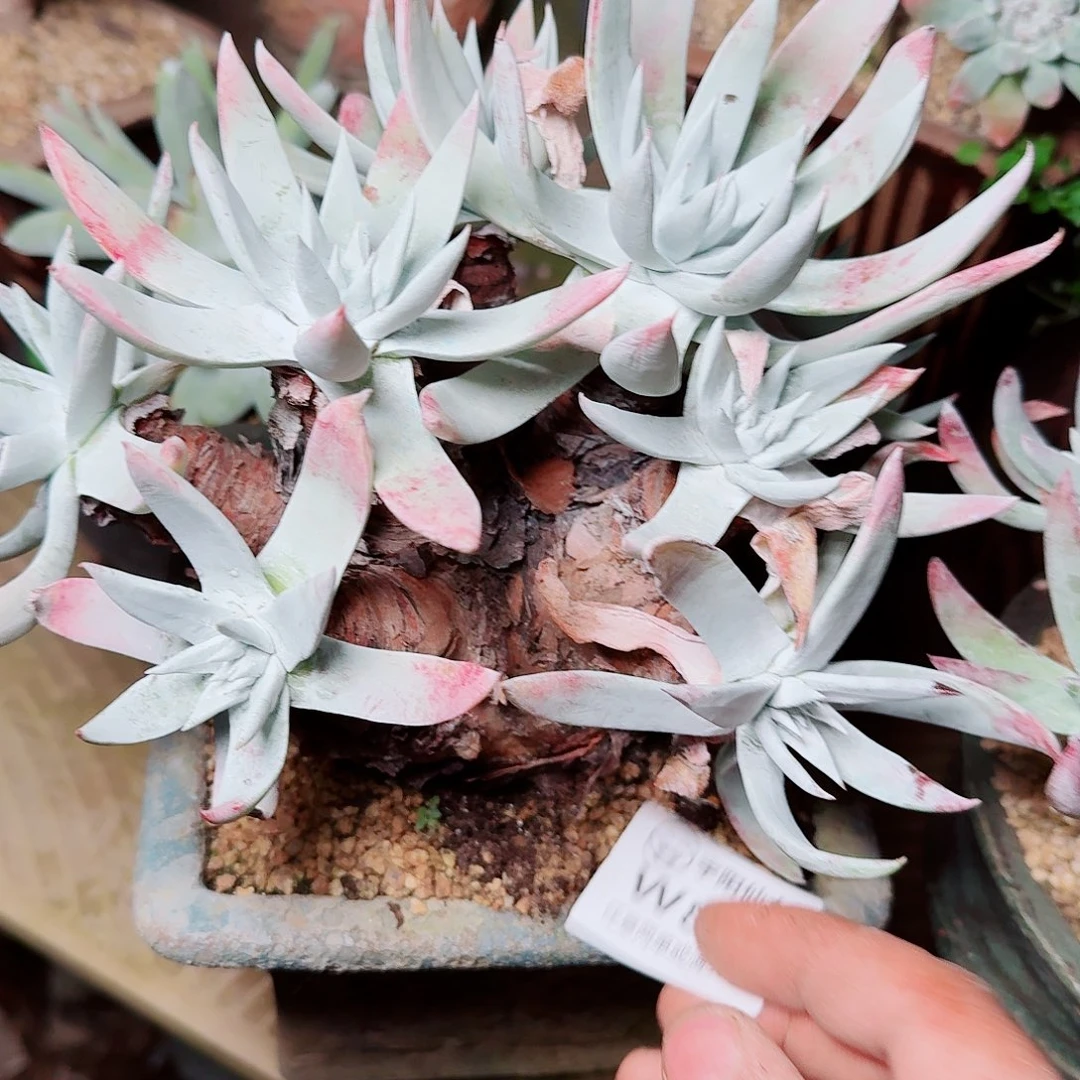 8504白衣圣徒瑕疵