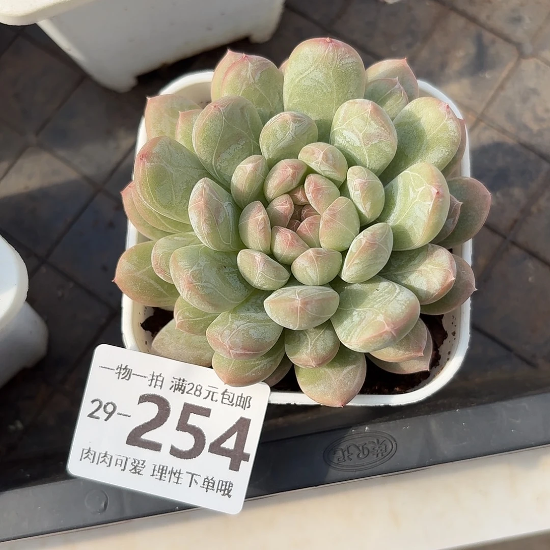 百达翡翠无盆土发货无