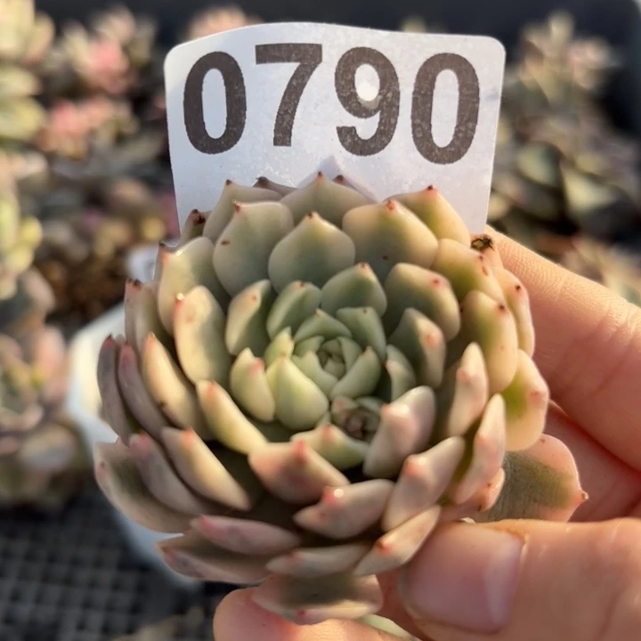 头盖锦多肉植物满18包邮当场凑单