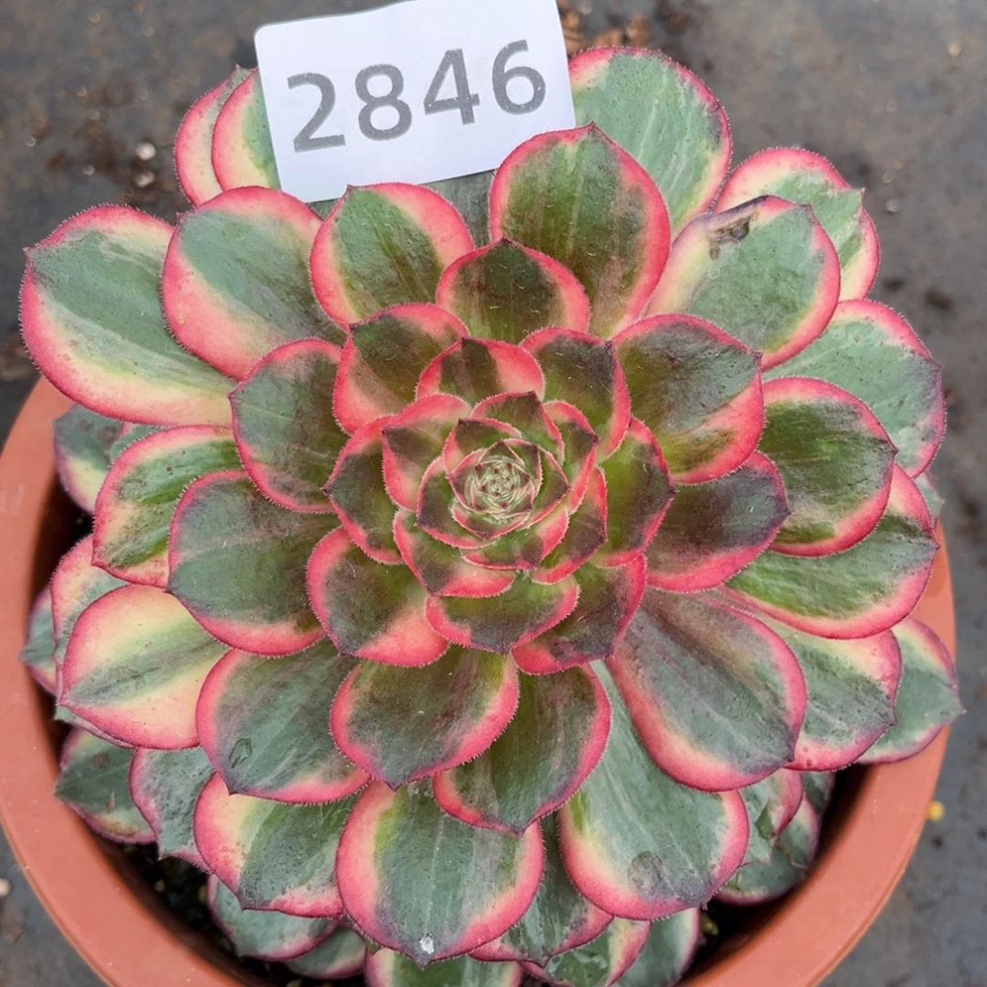 黑魔锦多肉发货发货