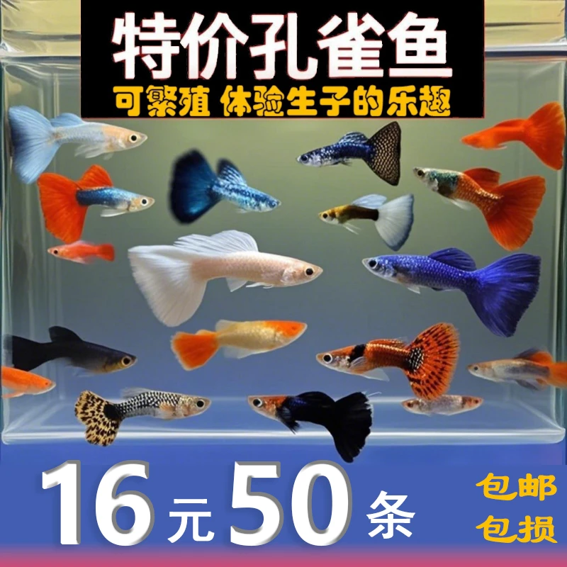 纯种精品孔雀鱼金鱼斑马鱼观赏鱼小型热带鱼活体淡水好养耐活凤尾