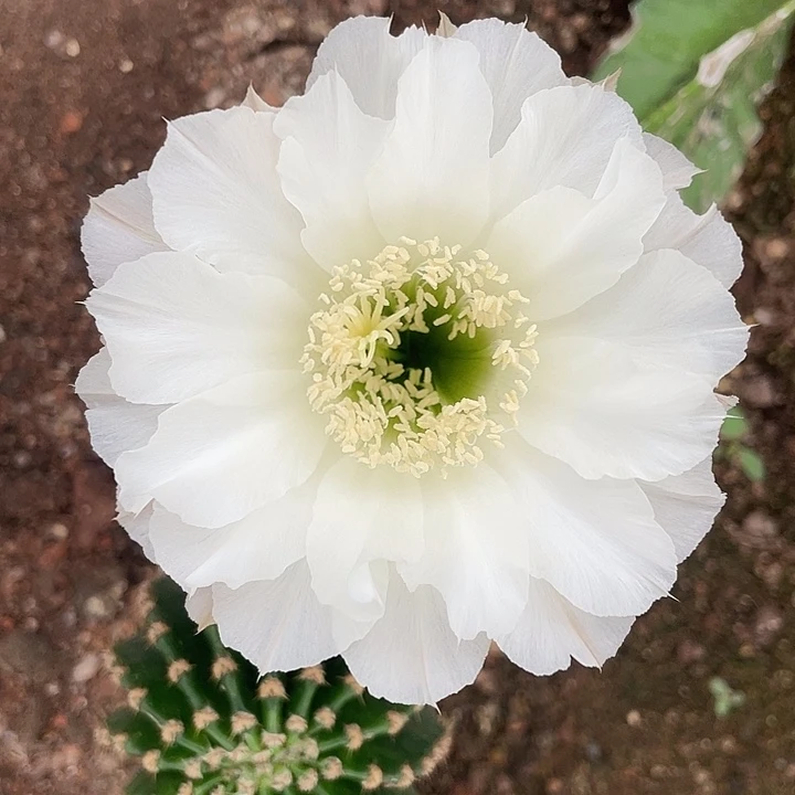 白花侧牙3公分福利