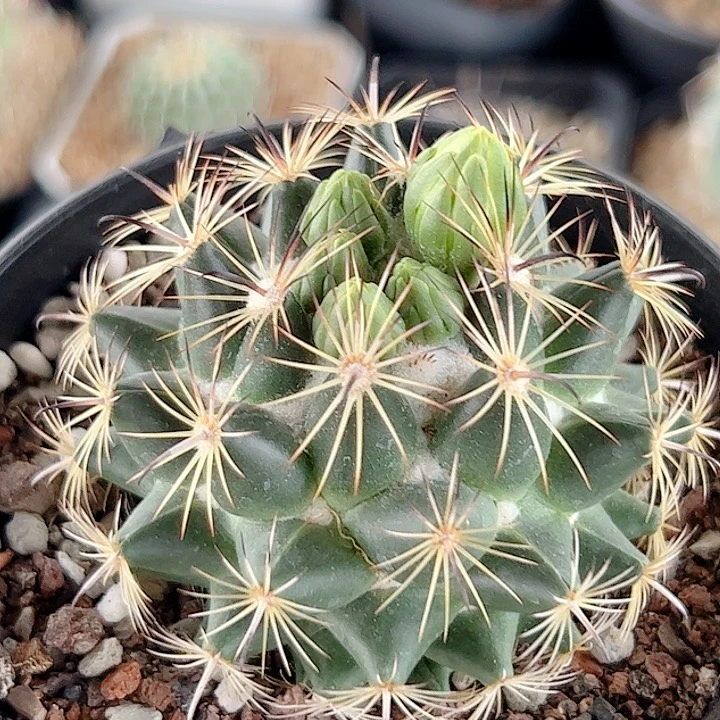 蛇牙丸实生仙人球