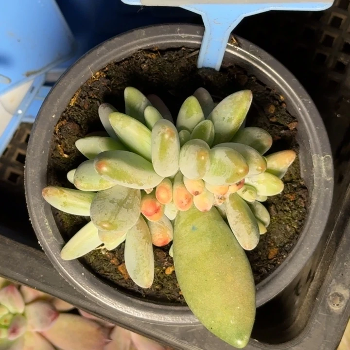 多肉植物企鹅群006