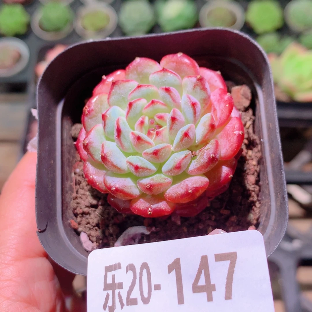 乐然20-147 哈尼单头