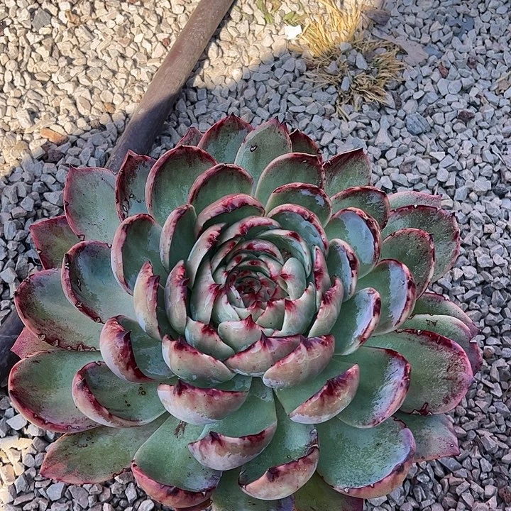 惊鸿叶片瑕疵，26厘米左右