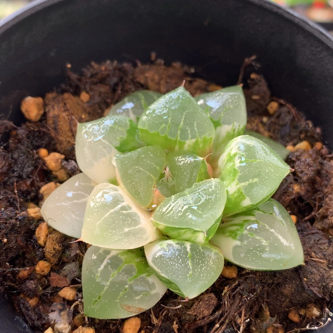 琉璃寿锦，带盆发货