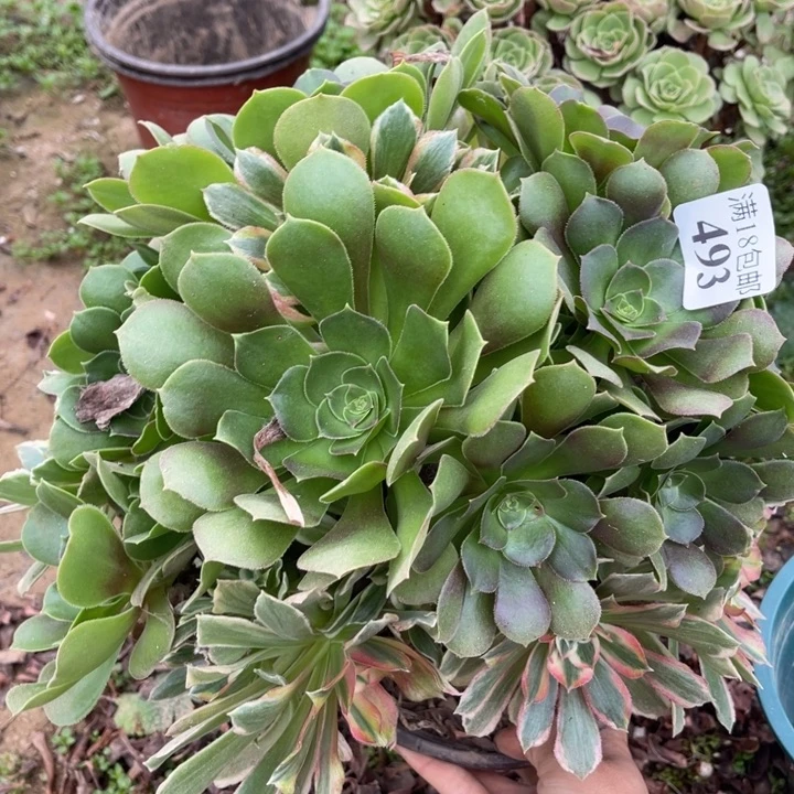 493光辉七彩大手捧东西