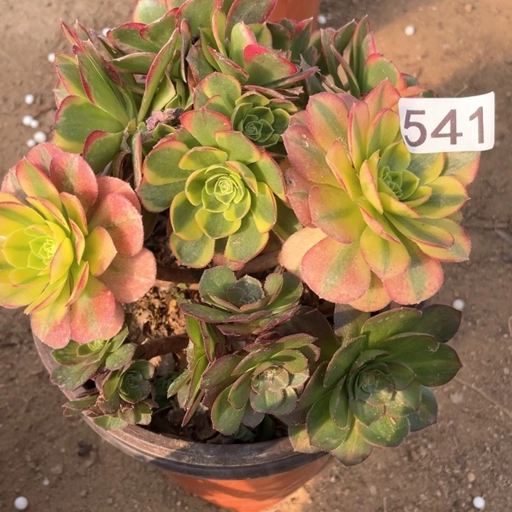 541多肉植物奶白有砍