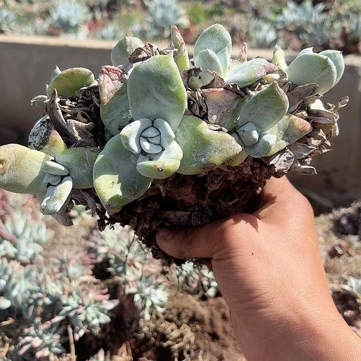 w****8仙女杯多肉植物